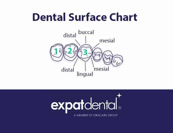 expat-dental-dental-surface-chart